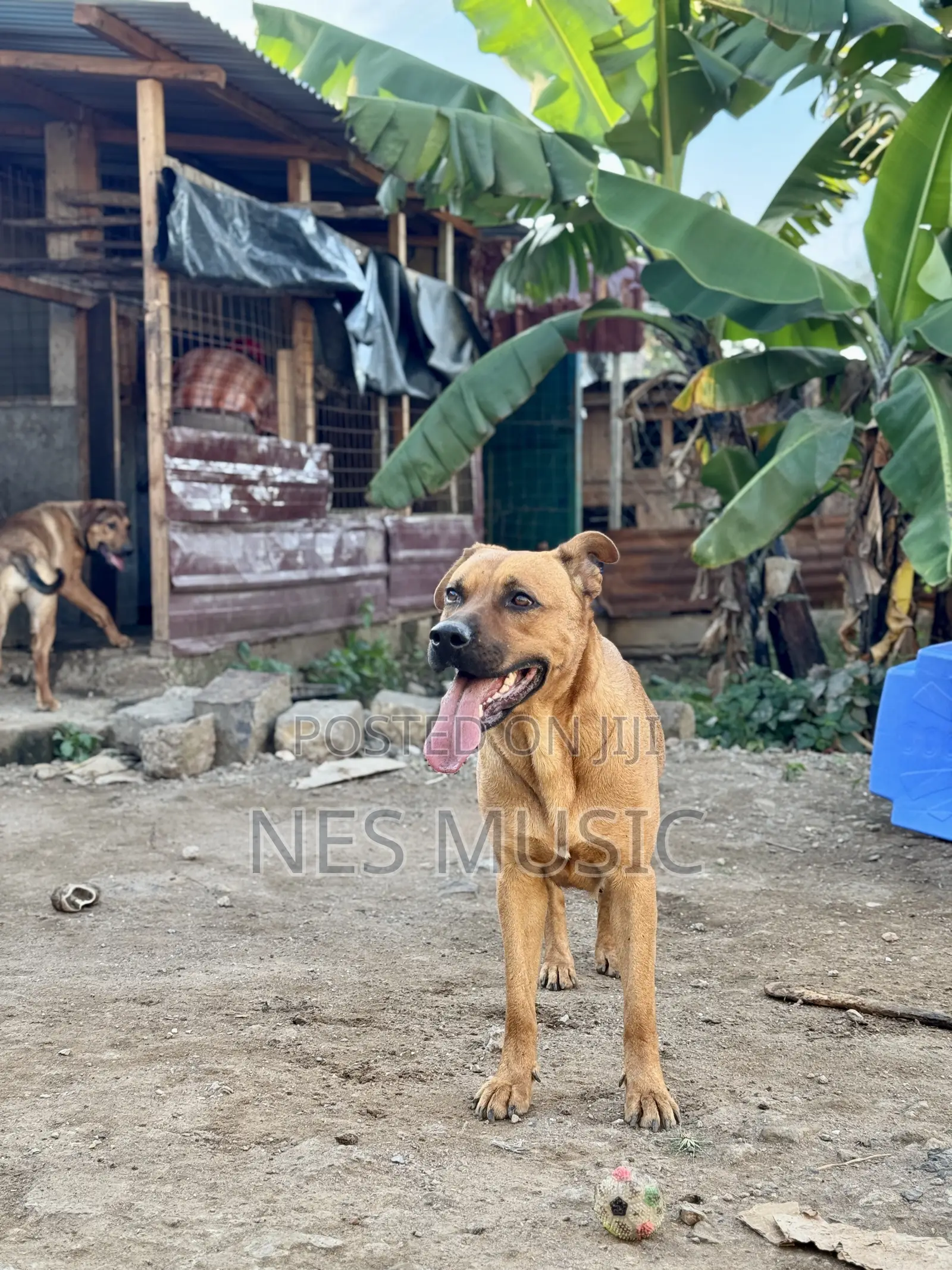 3-6 months Female Mixed Breed Boerboel