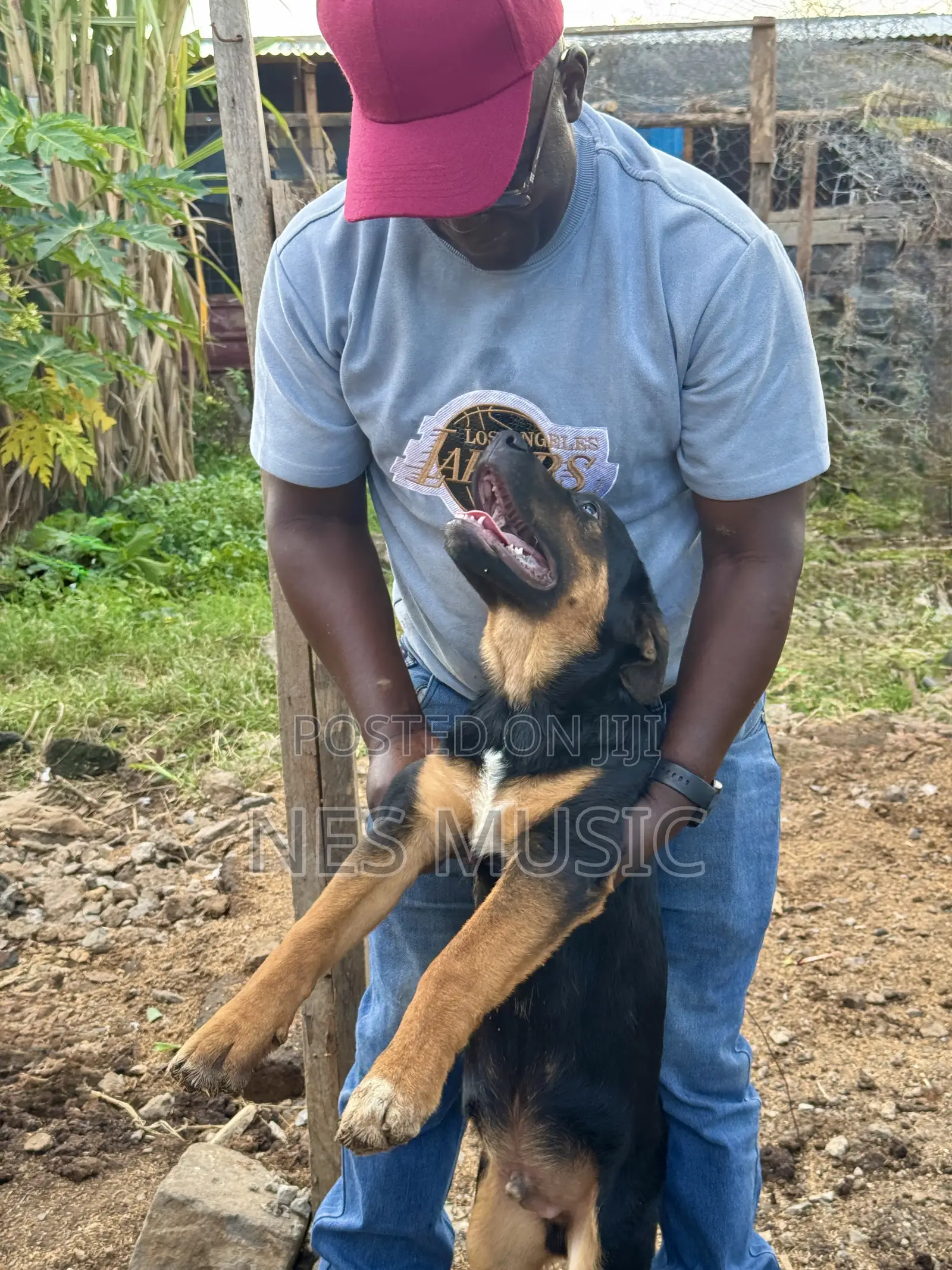 3-6 months Female Mixed Breed Boerboel