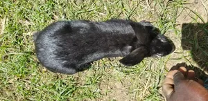 Mature Rabbits for Sale