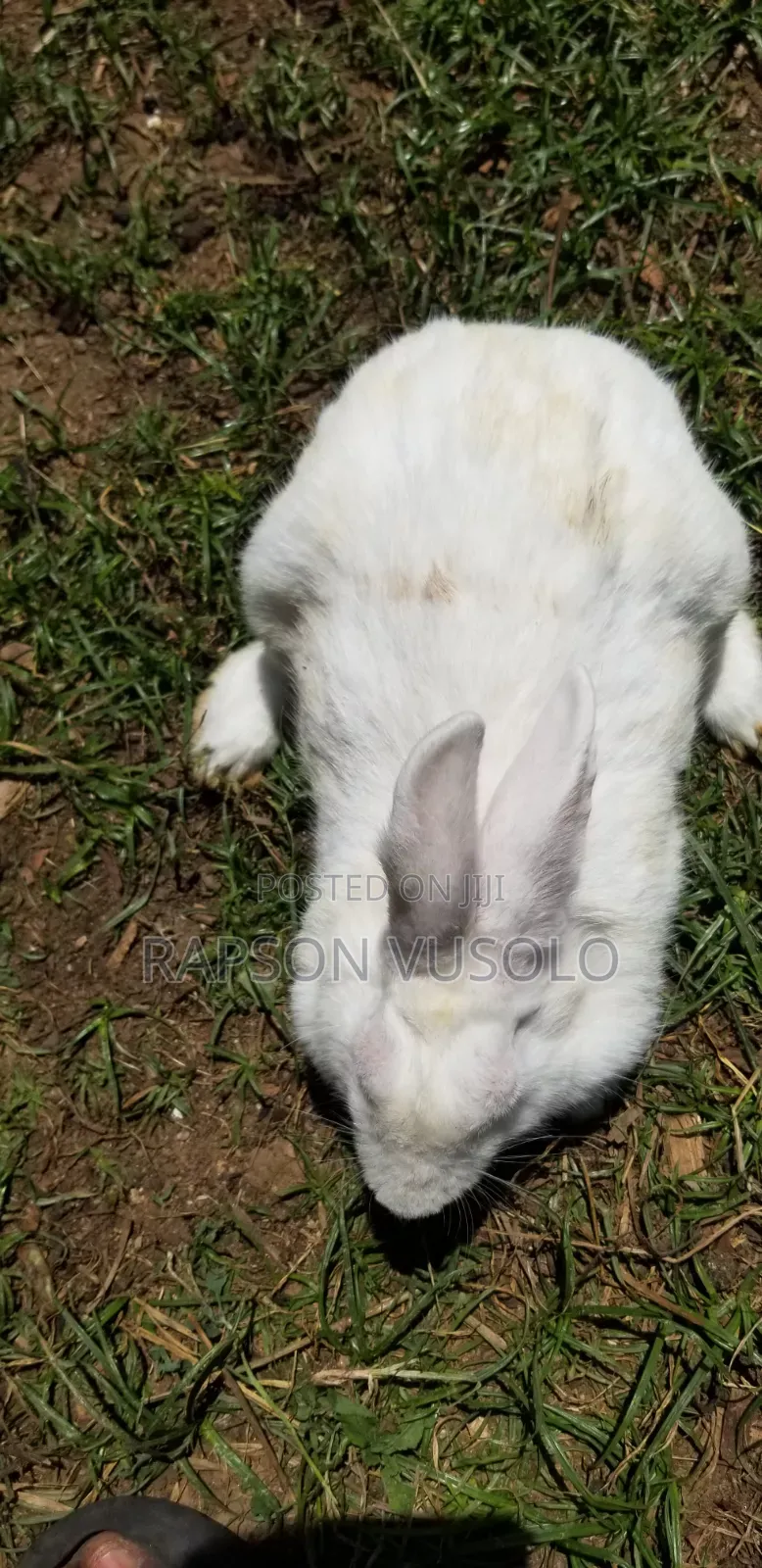 Mature Rabbits for Sale