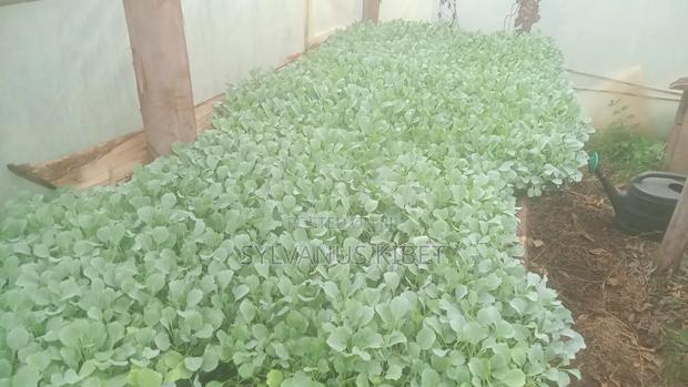 Healthy and Quality Vegetables Seedlings