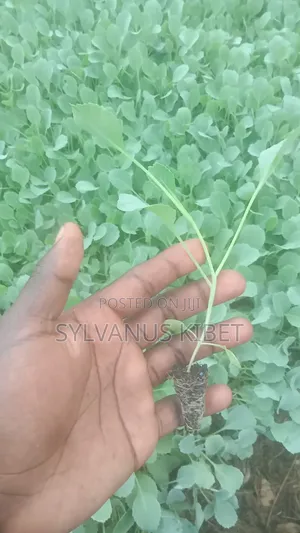 Healthy and Quality Vegetables Seedlings