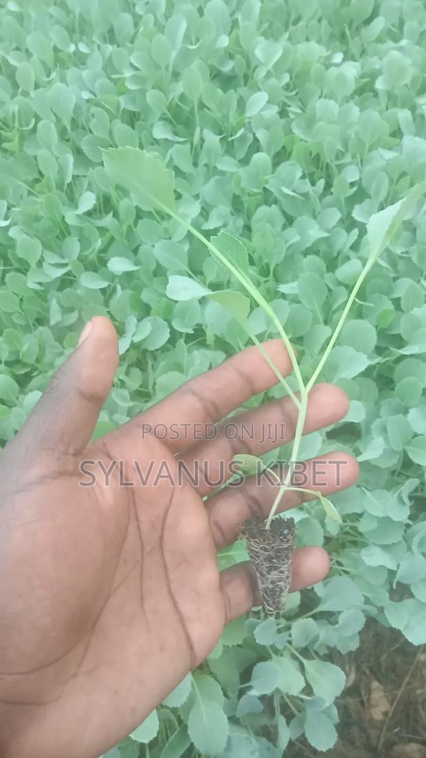 Healthy and Quality Vegetables Seedlings - thumbnail 2