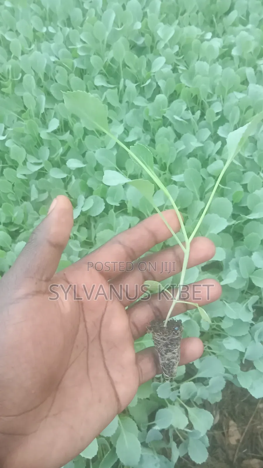Healthy and Quality Vegetables Seedlings