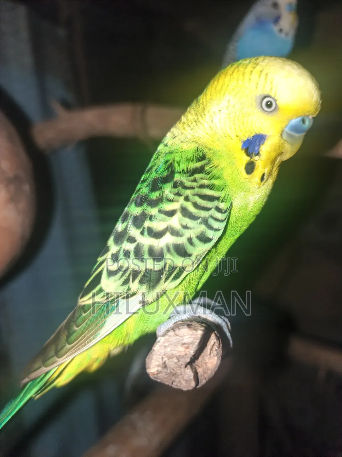 Budgies for Rehoming