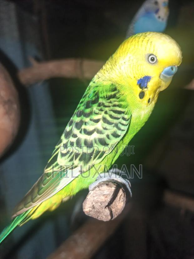 Budgies for Rehoming - thumbnail 2