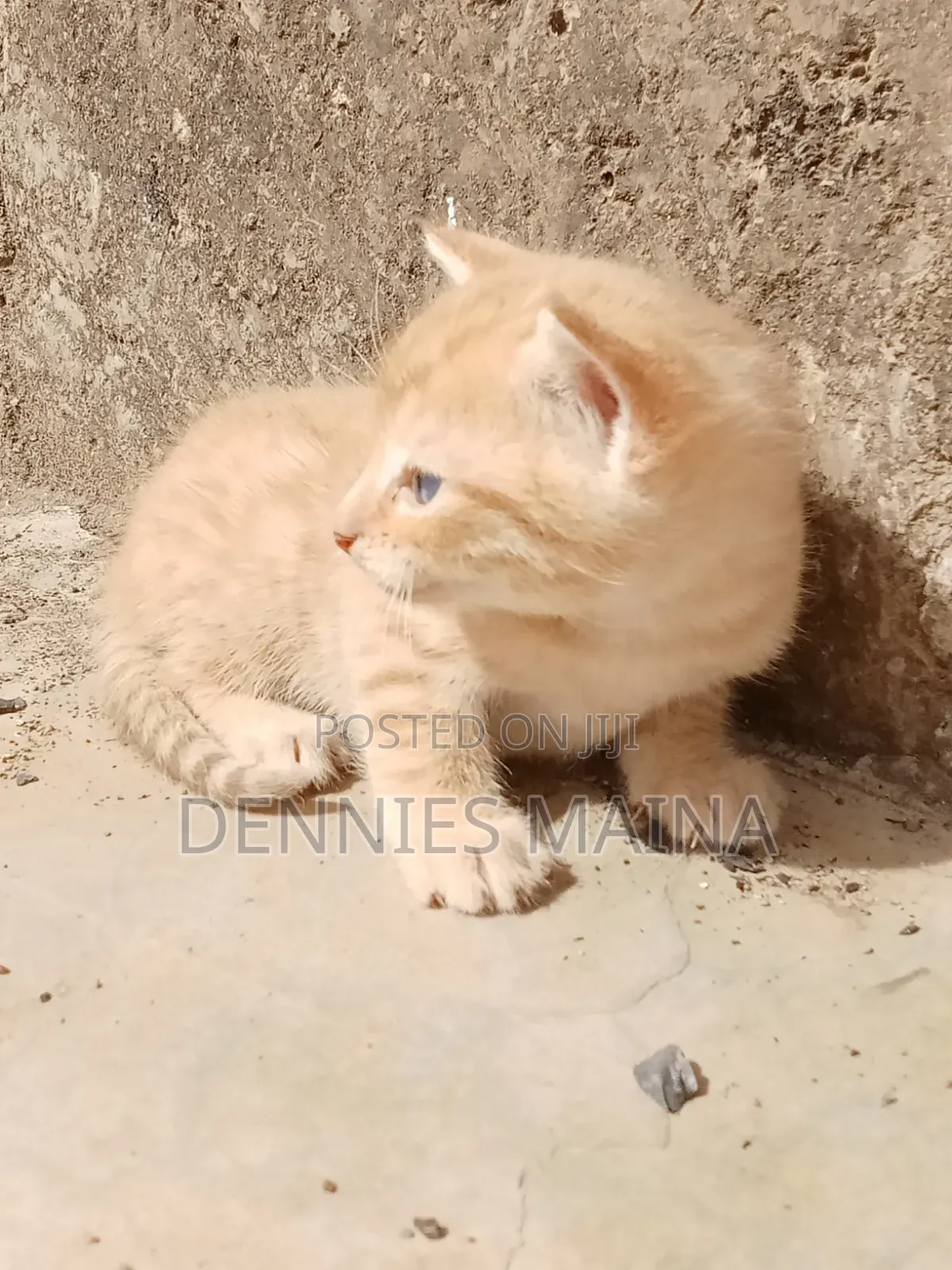 1-3 months Female Mixed Breed American Shorthair