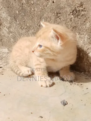 1-3 months Female Mixed Breed American Shorthair