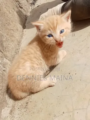 1-3 months Female Mixed Breed American Shorthair