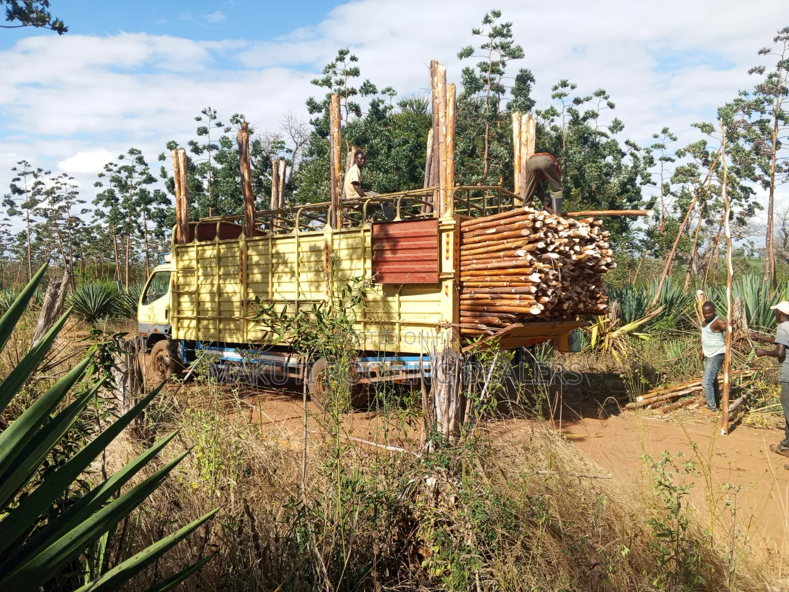 Sisal Poles Supplies and Delivery