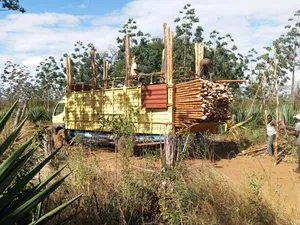 Sisal Poles Supplies and Delivery