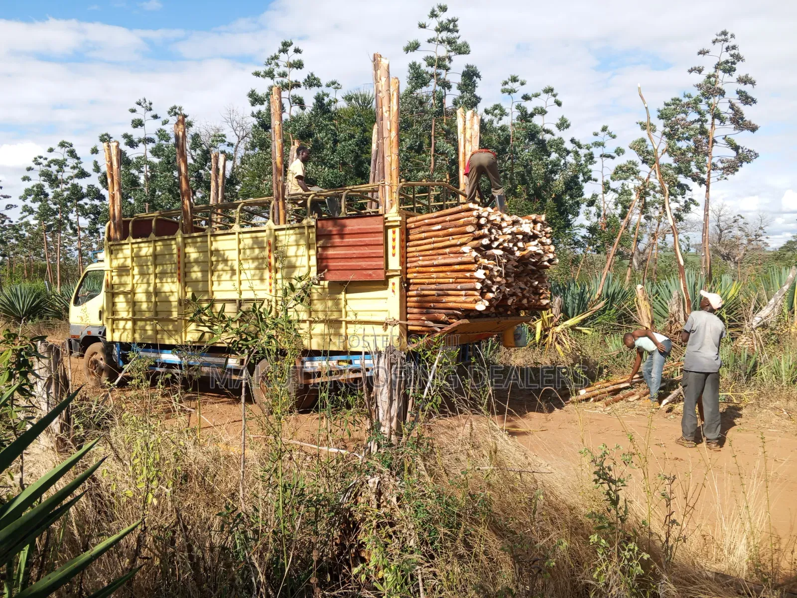 Sisal Poles Supplies and Delivery