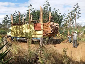 Sisal Poles Supplies and Delivery