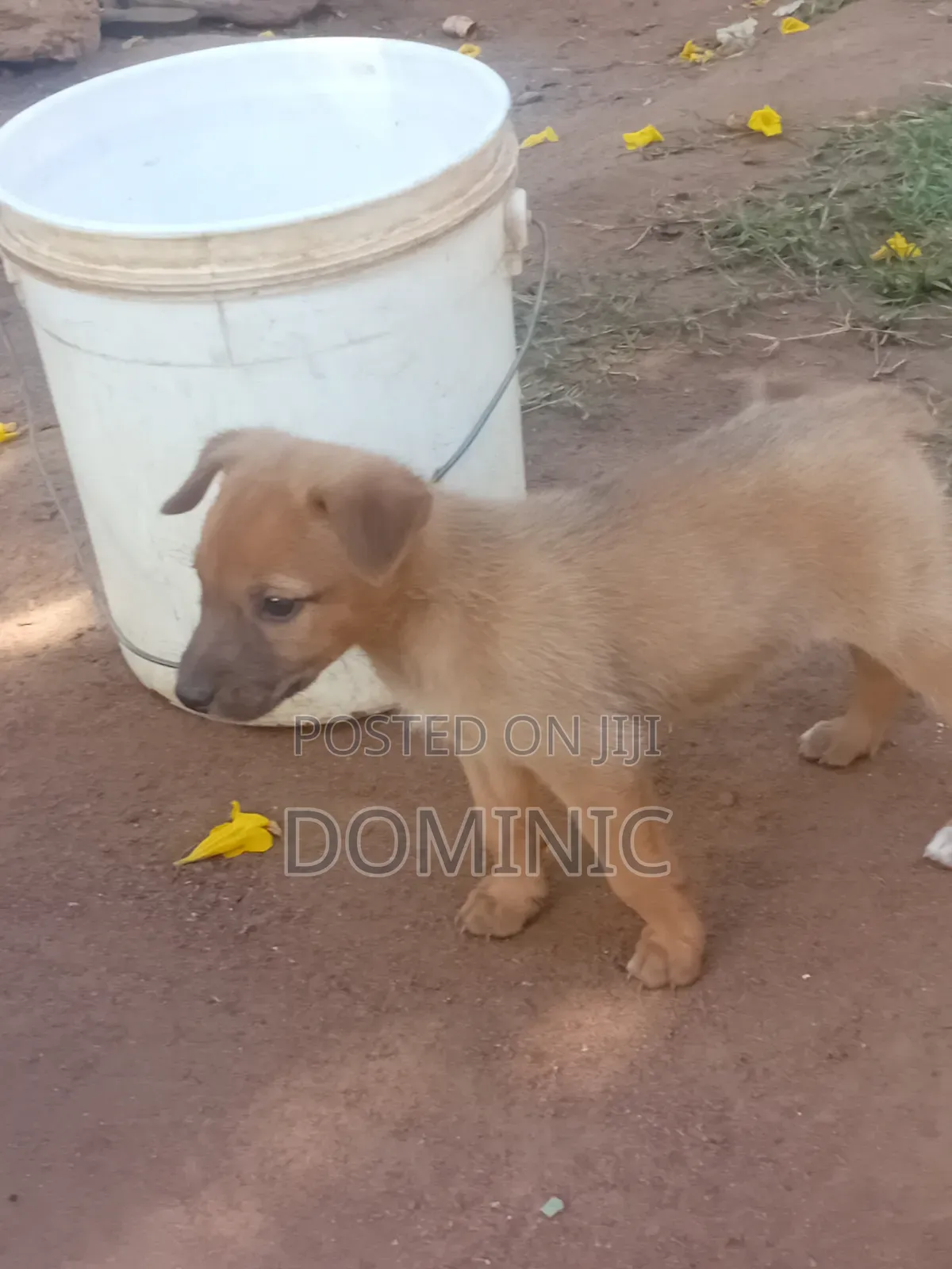 1-3 months Female Mixed Breed Australian Shepherd