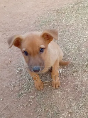 1-3 months Female Mixed Breed Australian Shepherd