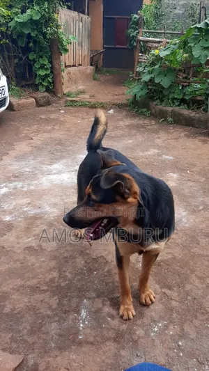 6-12 months Female Mixed Breed German Shepherd
