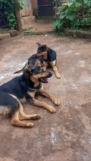 6-12 months Female Mixed Breed German Shepherd