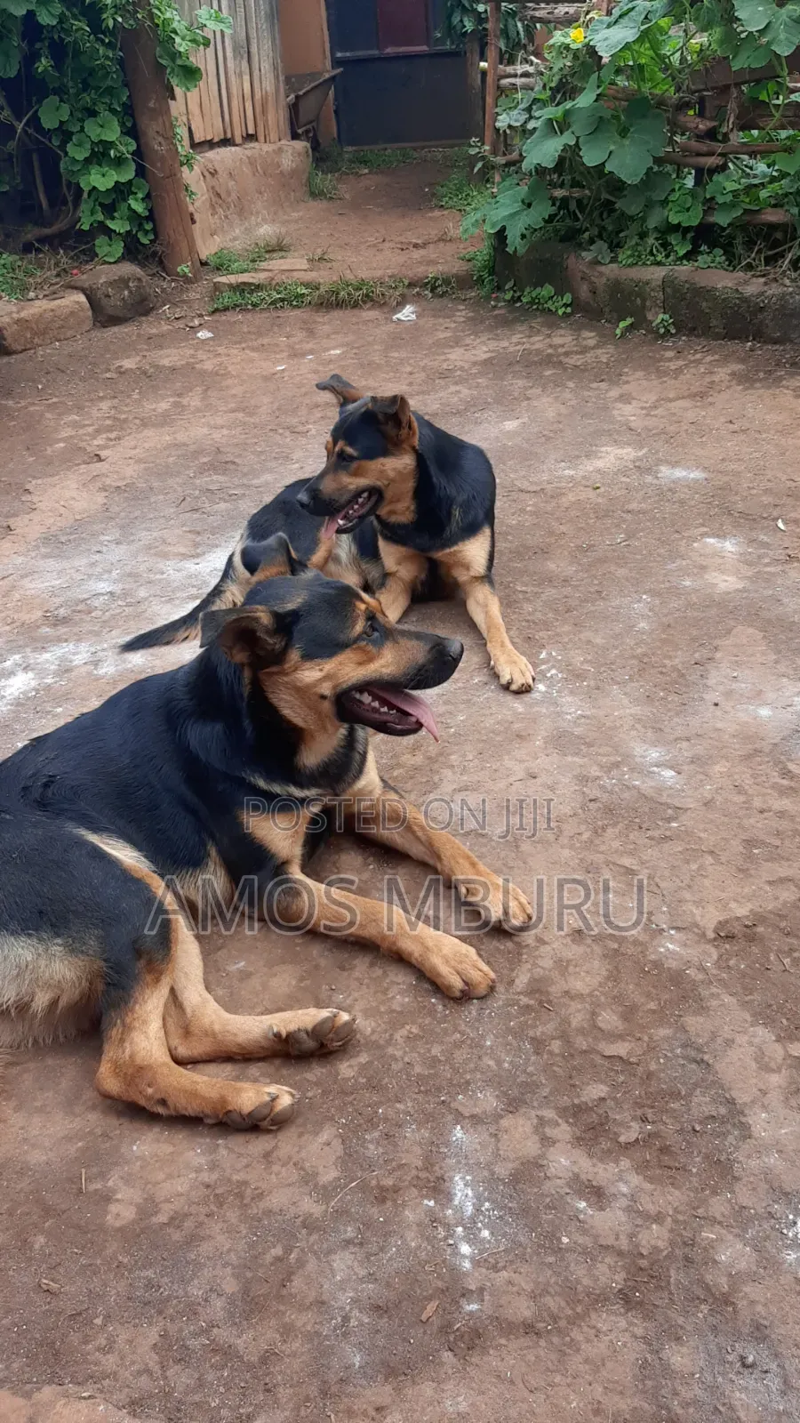 6-12 months Female Mixed Breed German Shepherd
