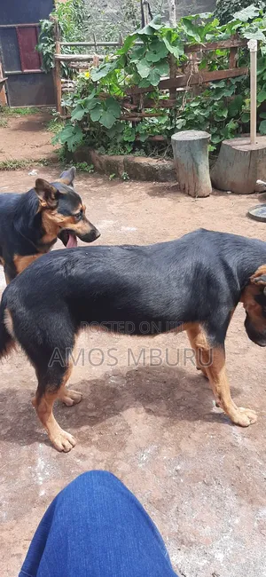 6-12 months Female Mixed Breed German Shepherd