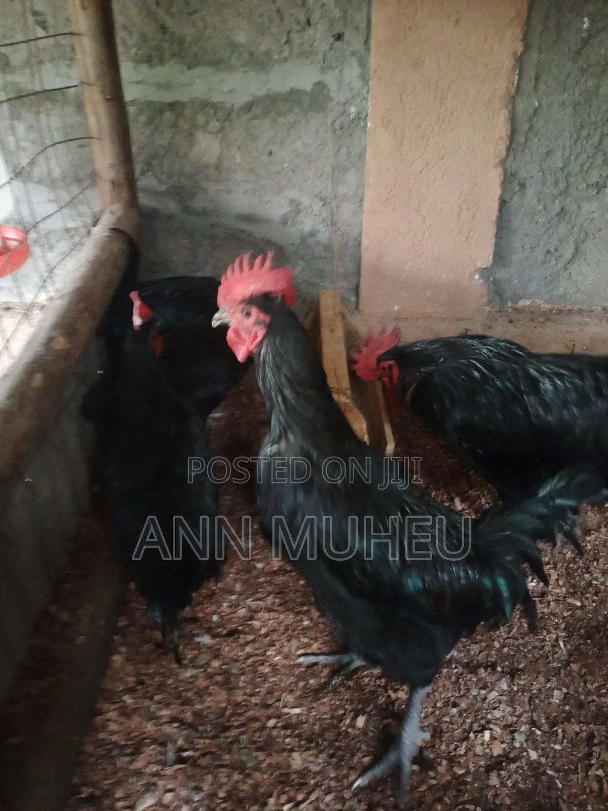 Black Australorp Cocks