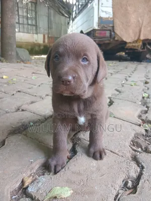 0-1 month Female Purebred Labrador Retriever