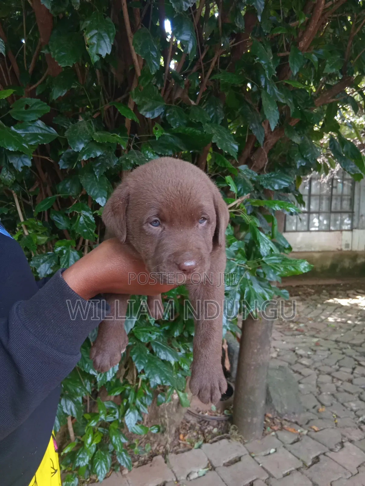 0-1 month Female Purebred Labrador Retriever