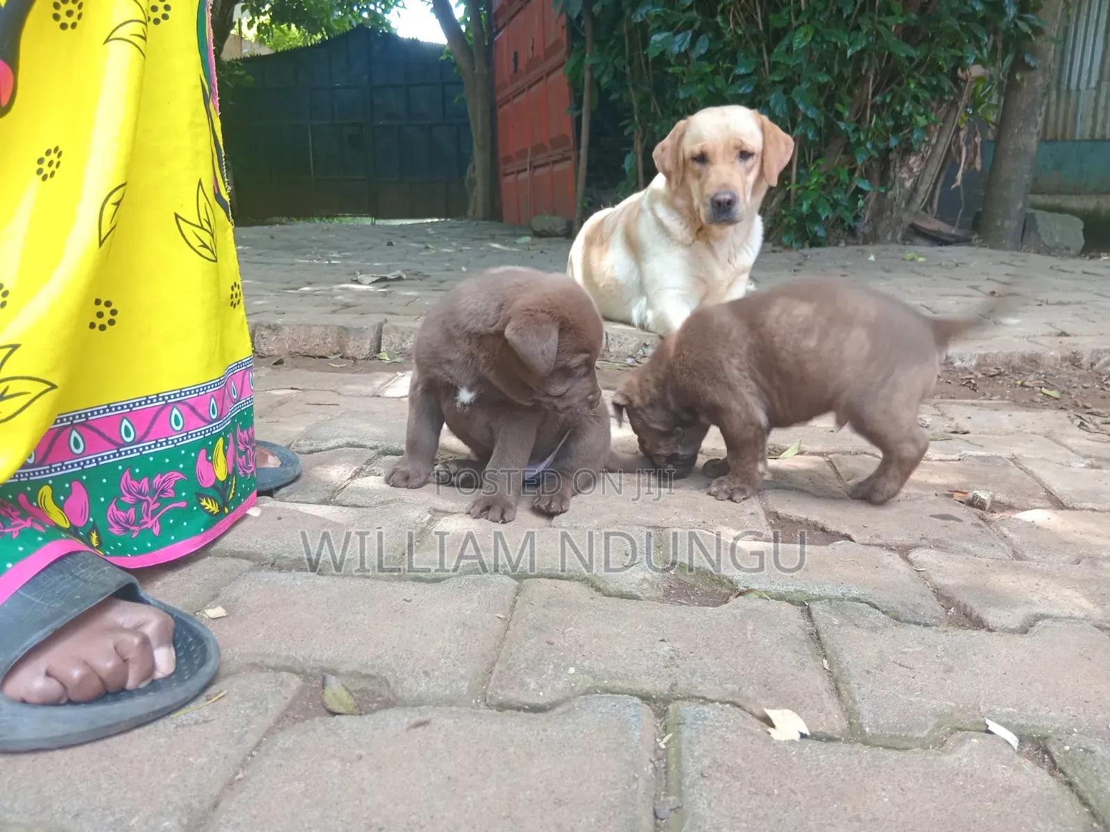 0-1 month Female Purebred Labrador Retriever