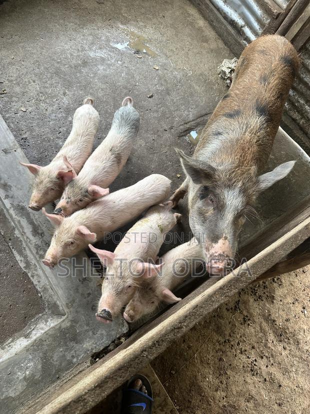 Sow and Piglets - thumbnail 2