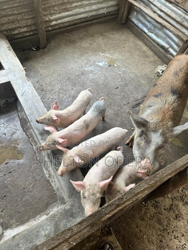 Sow and Piglets - thumbnail 3