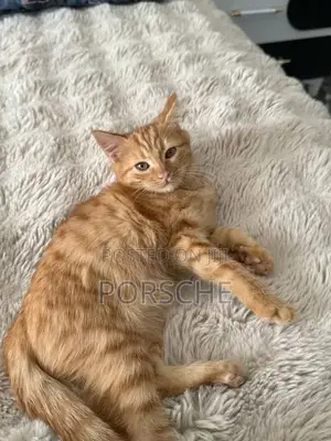 3-6 months Male Purebred American Shorthair