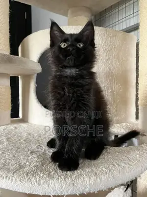 3-6 months Male Purebred Maine Coon