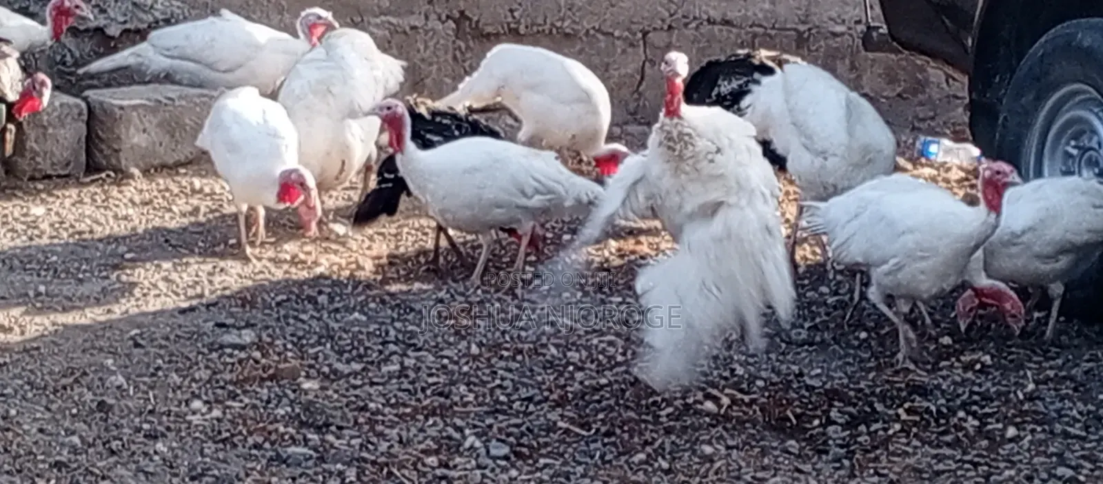 Turkey ,White Holland and Black Turkeys