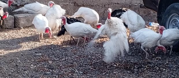 Turkey ,White Holland and Black Turkeys