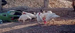 Turkey ,White Holland and Black Turkeys