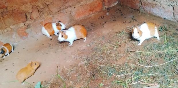 Guinea Pigs