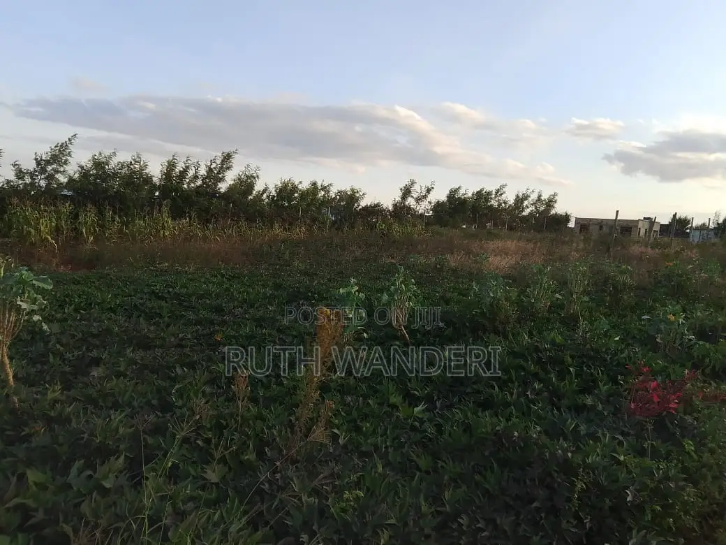 Kamangu 50 by 100