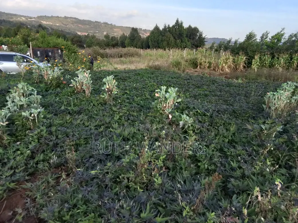 Kamangu 50 by 100