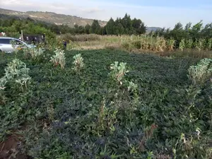 Kamangu 50 by 100
