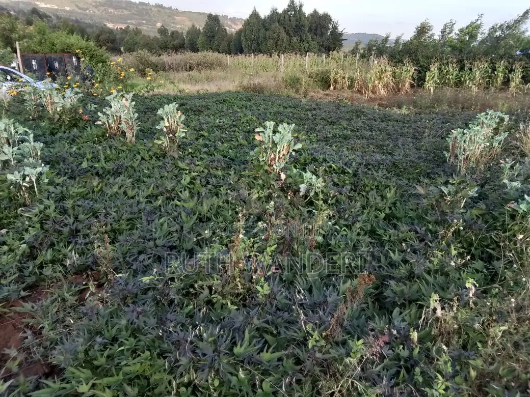 Kamangu 50 by 100