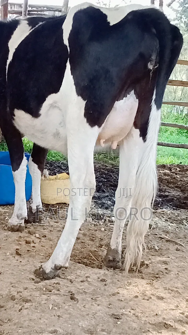 Selling This Smart Daily Cow Heifer Two Weeks