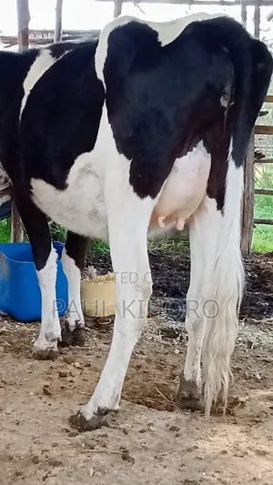 Selling This Smart Daily Cow Heifer Two Weeks