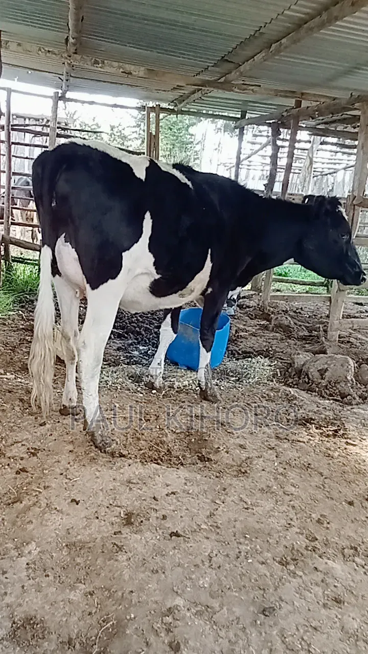 Selling This Smart Daily Cow Heifer Two Weeks