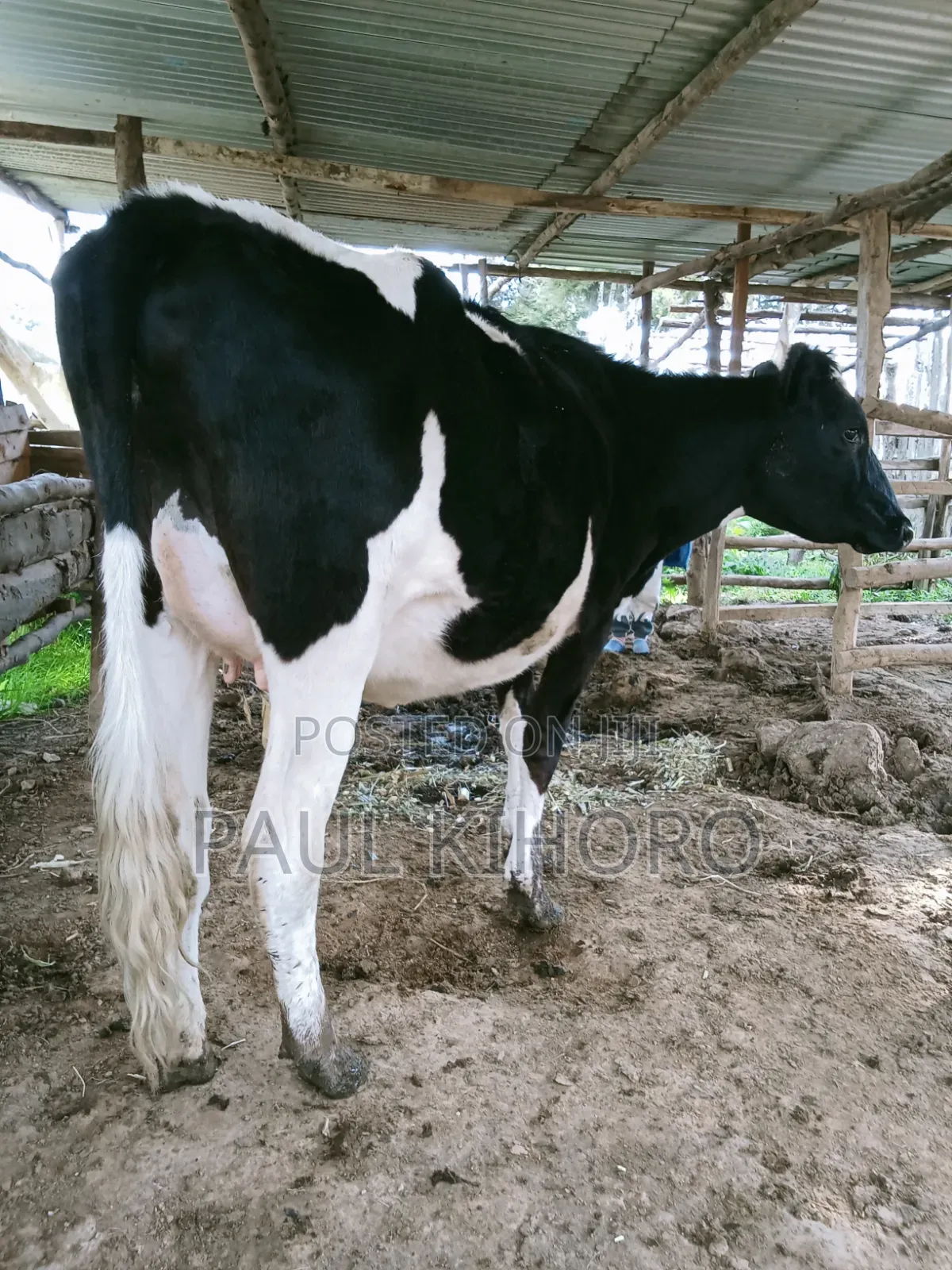 Selling This Smart Daily Cow Heifer Two Weeks