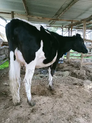 Selling This Smart Daily Cow Heifer Two Weeks