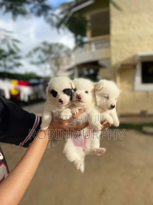 1-3 months Female Purebred Japanese Spitz - main view