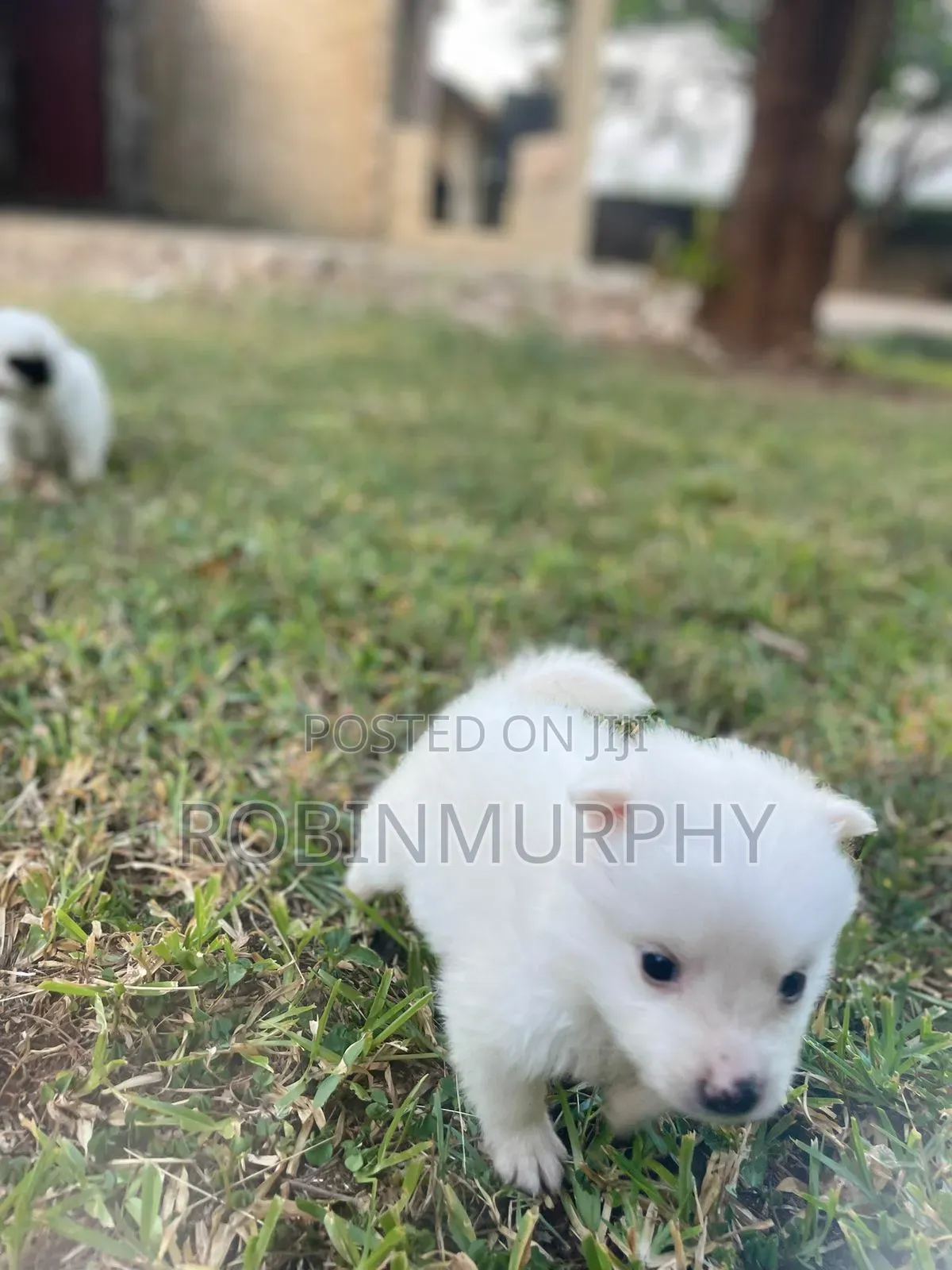 1-3 months Female Purebred Japanese Spitz