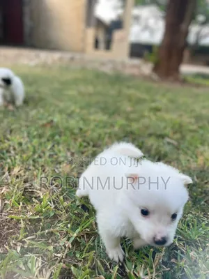 1-3 months Female Purebred Japanese Spitz