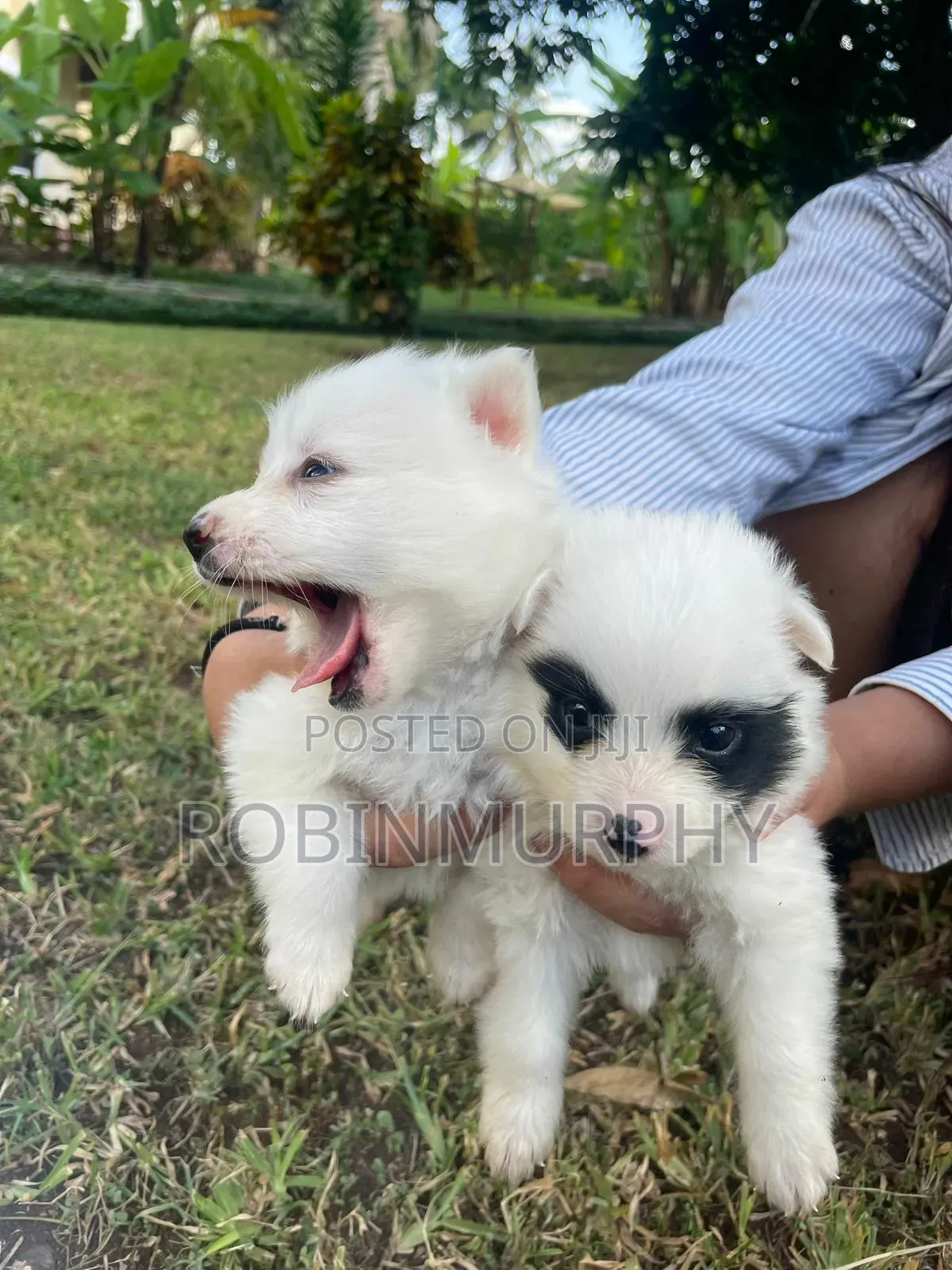 1-3 months Female Purebred Japanese Spitz