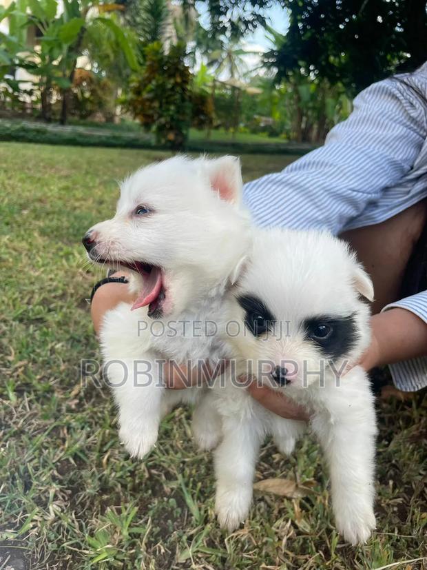 1-3 months Female Purebred Japanese Spitz - thumbnail 3