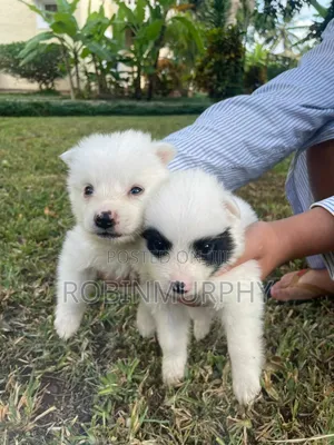 1-3 months Female Purebred Japanese Spitz